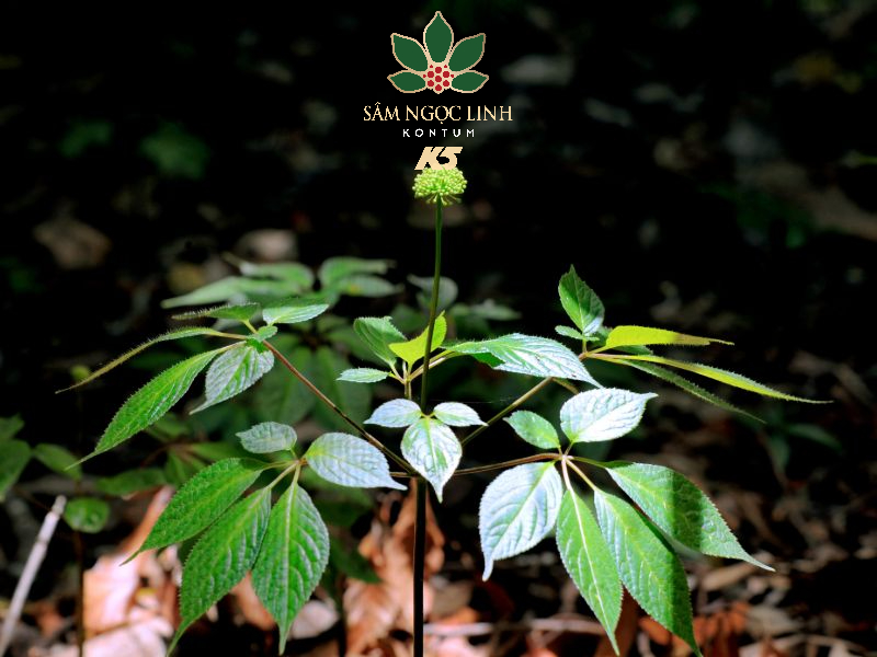 GIỚI THIỆU VỀ LỊCH SỬ PHÁT TRIỂN CỦA SÂM NGỌC LINH